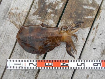 こかわ渡船　雅丸 釣果