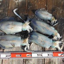 こかわ渡船　雅丸 釣果