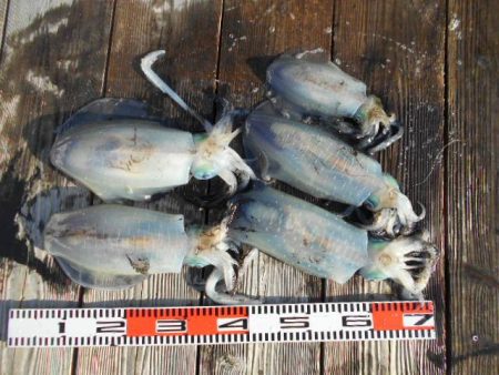 こかわ渡船　雅丸 釣果