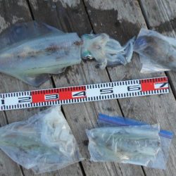 こかわ渡船　雅丸 釣果