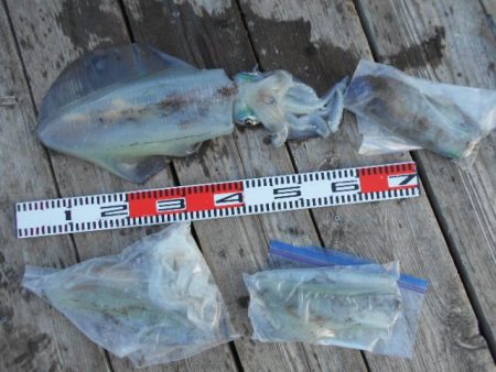 こかわ渡船　雅丸 釣果