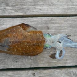 こかわ渡船 雅丸 釣果