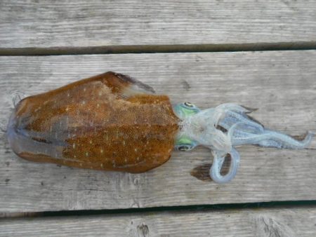 こかわ渡船　雅丸 釣果