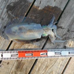 こかわ渡船　雅丸 釣果