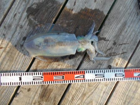 こかわ渡船　雅丸 釣果