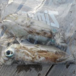 こかわ渡船　雅丸 釣果