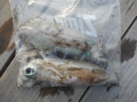 こかわ渡船　雅丸 釣果