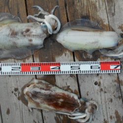 こかわ渡船　雅丸 釣果