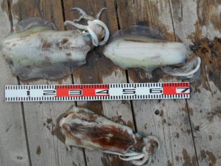 こかわ渡船　雅丸 釣果