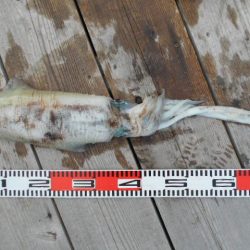 こかわ渡船　雅丸 釣果