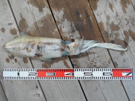 こかわ渡船　雅丸 釣果