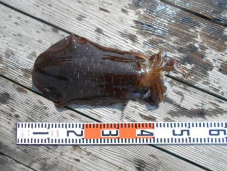 こかわ渡船　雅丸 釣果