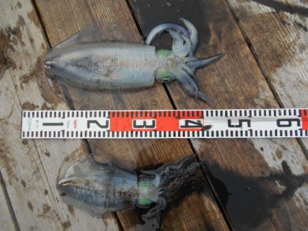 こかわ渡船　雅丸 釣果