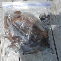 こかわ渡船　雅丸 釣果