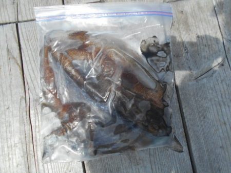 こかわ渡船　雅丸 釣果