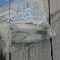 こかわ渡船　雅丸 釣果