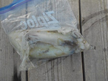 こかわ渡船　雅丸 釣果