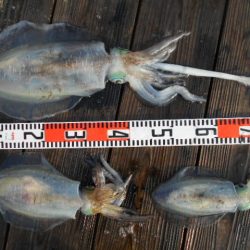 こかわ渡船　雅丸 釣果