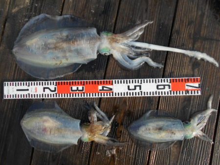 こかわ渡船　雅丸 釣果