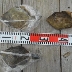 こかわ渡船 雅丸 釣果