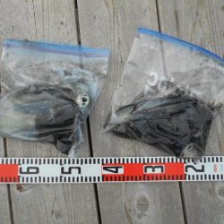 こかわ渡船 雅丸 釣果