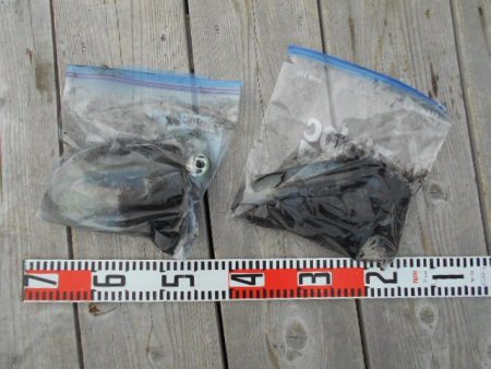 こかわ渡船 雅丸 釣果