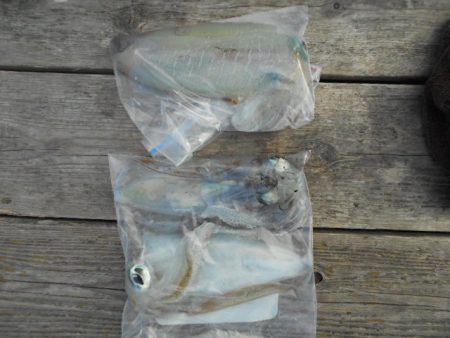 こかわ渡船　雅丸 釣果