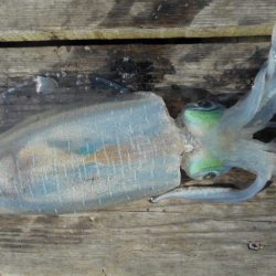 こかわ渡船 雅丸 釣果