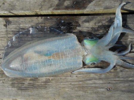 こかわ渡船　雅丸 釣果