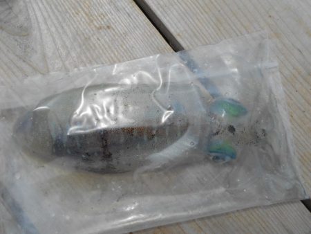 こかわ渡船 雅丸 釣果