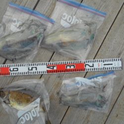 こかわ渡船 雅丸 釣果