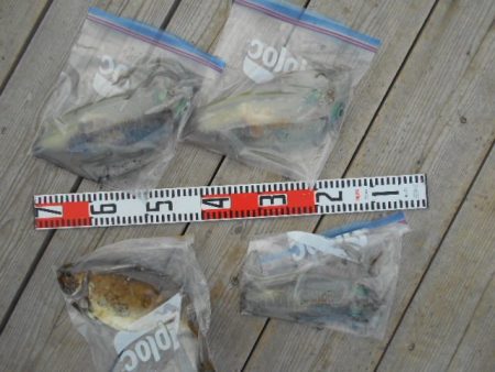 こかわ渡船　雅丸 釣果