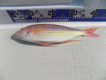 フィッシングボート空風(そらかぜ) 釣果