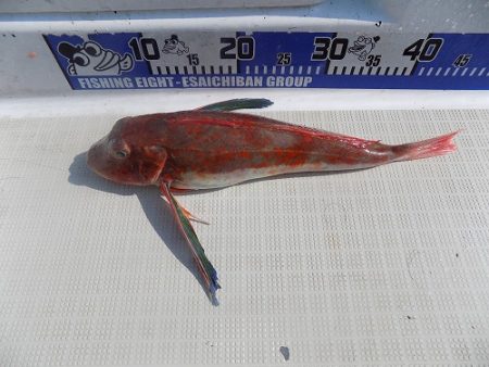 フィッシングボート空風(そらかぜ) 釣果