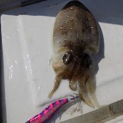 フィッシングボート空風(そらかぜ) 釣果