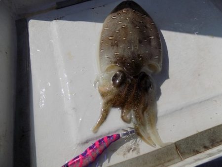 フィッシングボート空風（そらかぜ） 釣果