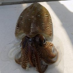 フィッシングボート空風（そらかぜ） 釣果