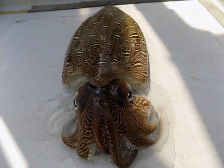 フィッシングボート空風（そらかぜ） 釣果