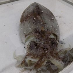 フィッシングボート空風(そらかぜ) 釣果