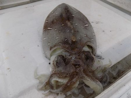 フィッシングボート空風（そらかぜ） 釣果