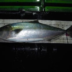 海宝丸 島根 釣果