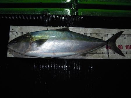 海宝丸　島根 釣果