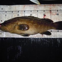 海宝丸 島根 釣果