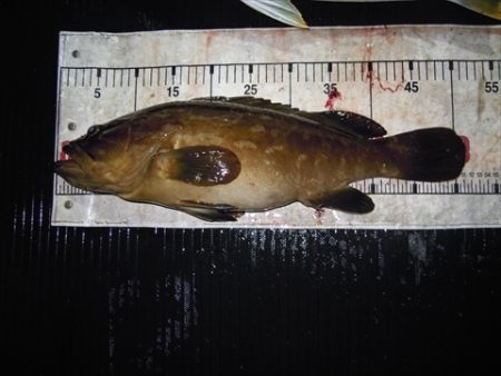 海宝丸 島根 釣果