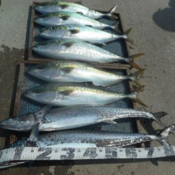 大進丸（愛知） 釣果