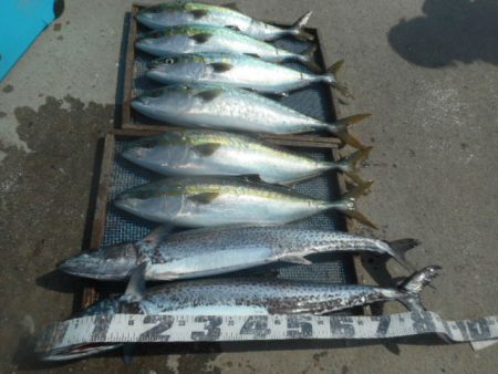 大進丸（愛知） 釣果