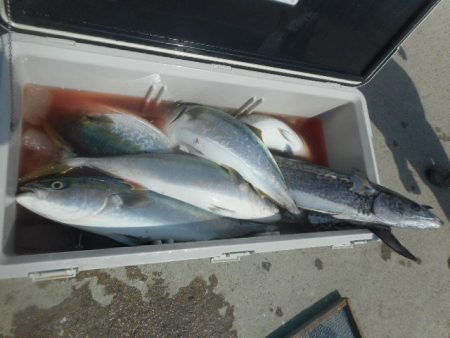 大進丸（愛知） 釣果