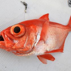 Fisherman Dreams DI 釣果