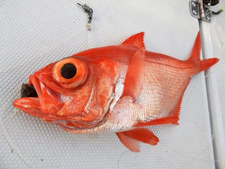 Fisherman Dreams DI 釣果