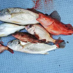 第二常豊丸 釣果